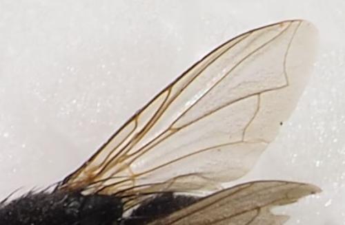 Lucilia sp.
